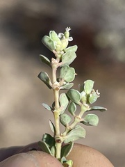 Euphorbia albomarginata
