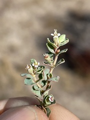 Euphorbia albomarginata