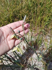 Albuca flaccida