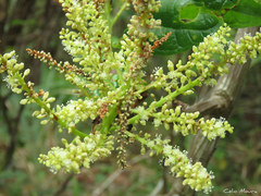 Coccoloba latifolia