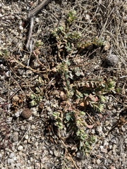 Euphorbia albomarginata