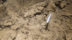 Typhlichthys subterraneus