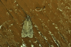 Scoparia basalis