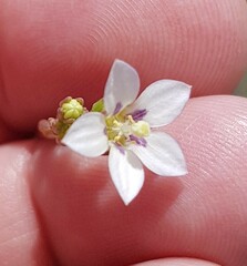 Wahlenbergia androsacea