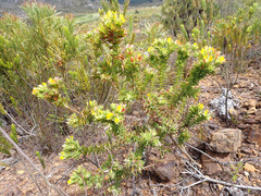 Aspalathus cordata