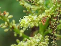 Coccoloba latifolia