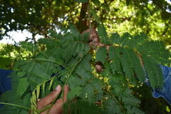 Cenostigma eriostachys