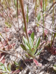 Wahlenbergia androsacea