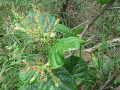 Coccoloba latifolia
