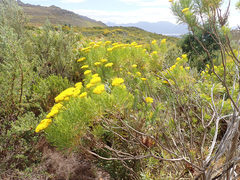 Hymenolepis crithmifolia