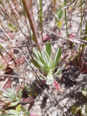 Wahlenbergia androsacea