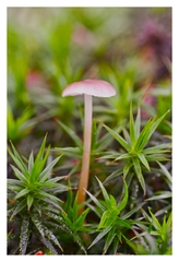 Mycena sanguinolenta