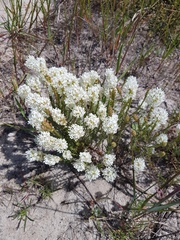 Dischisma ciliatum ciliatum