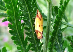 Agapeta zoegana
