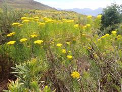 Hymenolepis crithmifolia