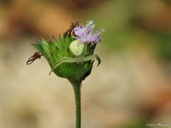 Misumenops