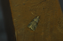 Acrobasis