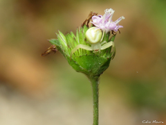 Misumenops