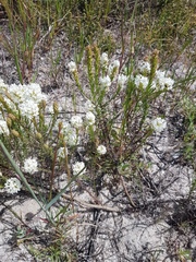 Dischisma ciliatum ciliatum