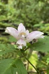 Chelone lyonii