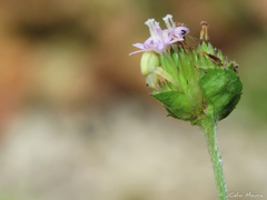 Misumenops