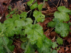 Tellima grandiflora