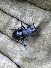 Carabus problematicus