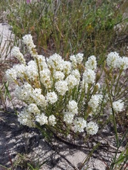 Dischisma ciliatum ciliatum