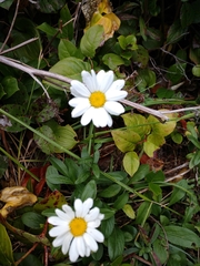 Leucanthemum maximum