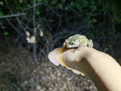 Duttaphrynus melanostictus