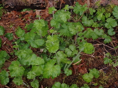 Tellima grandiflora