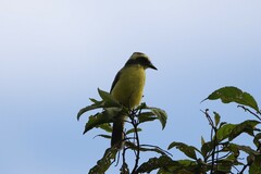 Conopias cinchoneti