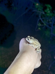 Duttaphrynus melanostictus