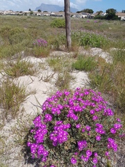 Lampranthus stipulaceus
