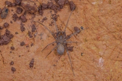 Brommella punctosparsa