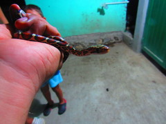 Pseudelaphe flavirufa