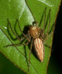 Oxyopes incertus