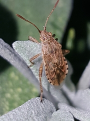 Stictopleurus abutilon