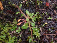 Montia parvifolia
