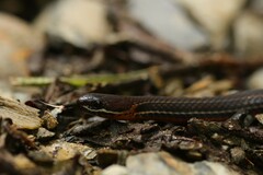 Urotheca lateristriga