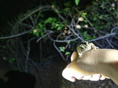 Duttaphrynus melanostictus