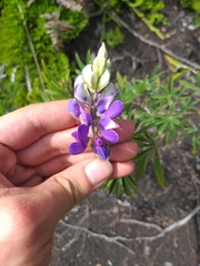 Lupinus bogotensis