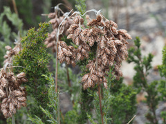 Thamnochortus fruticosus