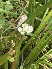 Sagittaria platyphylla