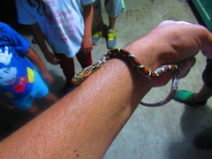 Pseudelaphe flavirufa