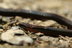 Urotheca lateristriga