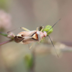 Miridae