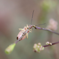 Miridae