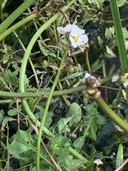 Sagittaria platyphylla