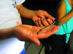 Pseudelaphe flavirufa